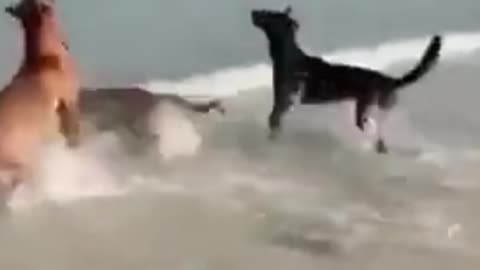 Dogs play a great game in the sea