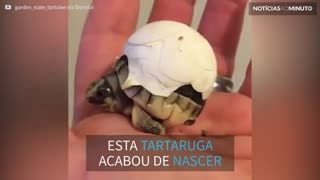 Tartarga recém-nascida não consegue se livrar totalmente do ovo