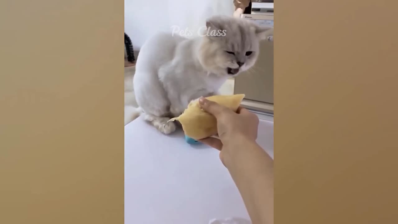 Cat Has Fun While Playing | Cat Fun | Funny Video | Cats Playing