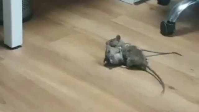 Rats fighting