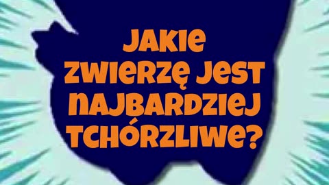 Tchórzofretka