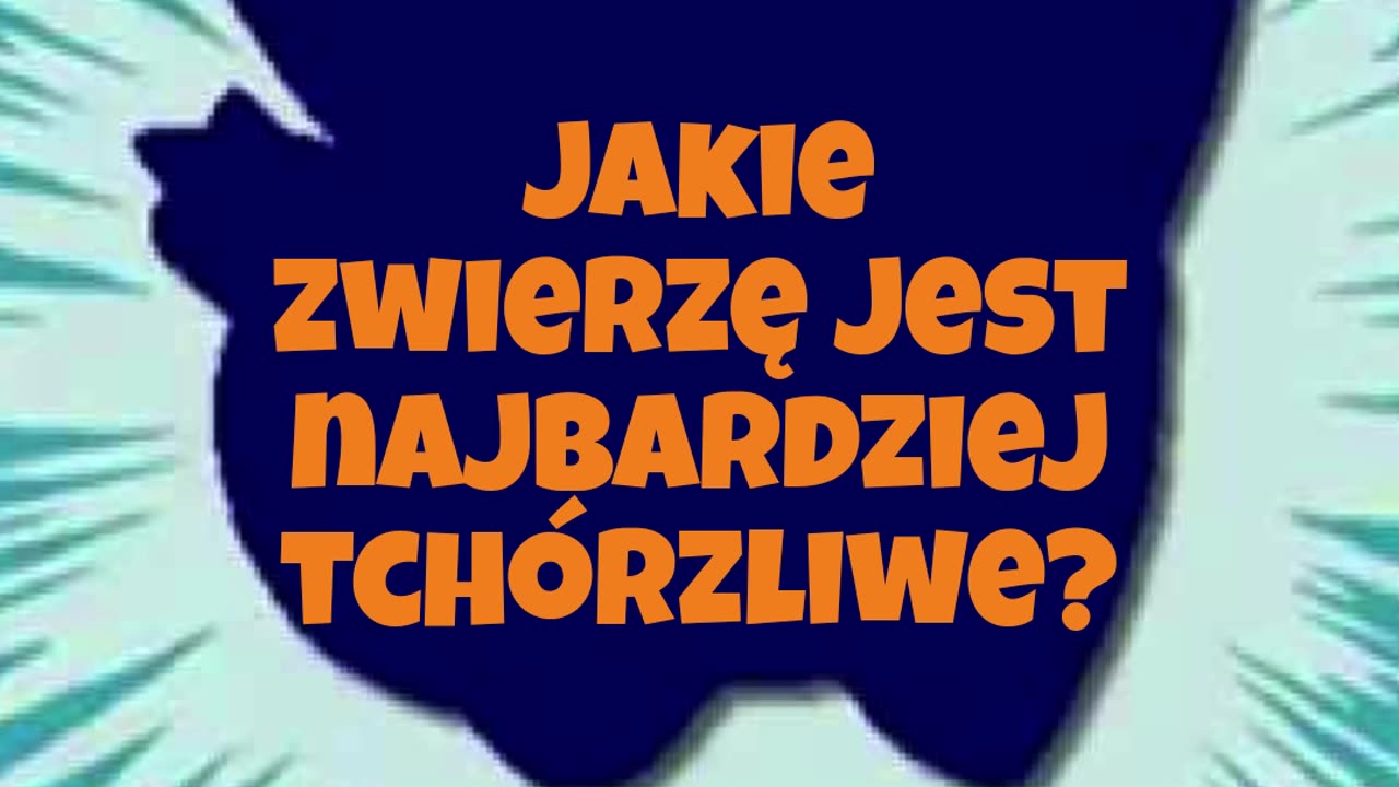 Tchórzofretka