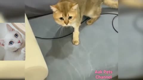 OMG CUTE!!!!!
