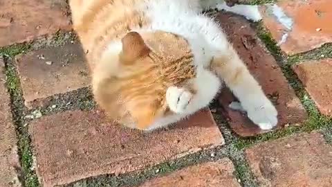 Cute cheese cat enjoying sunshine