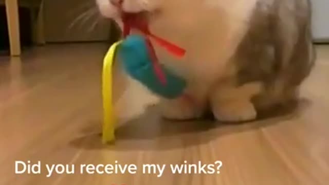 Lovely Cat, black cat, cats, funny cats, funny cat videos 1630