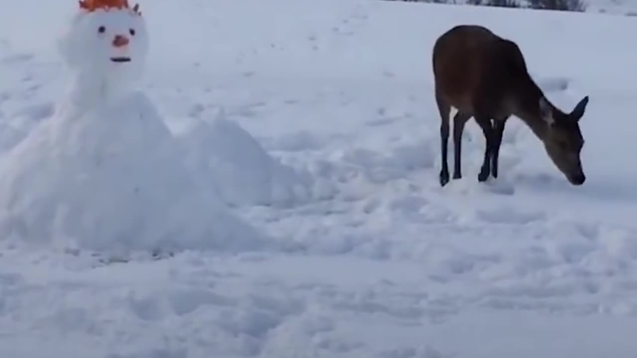 Deer Meets Snowman And Devours Him | The Dodo