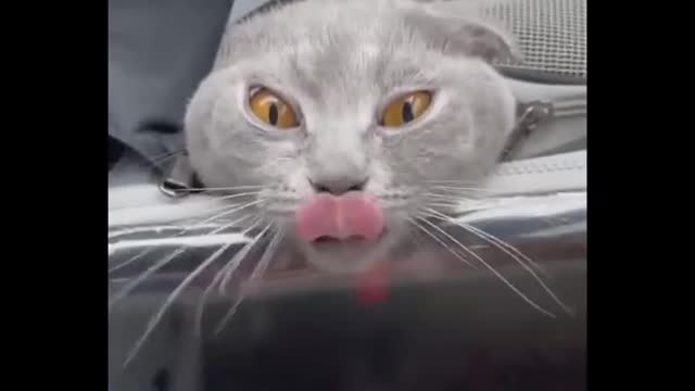 funniest cats