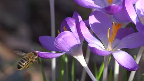 A hardworking bee fly around the flower