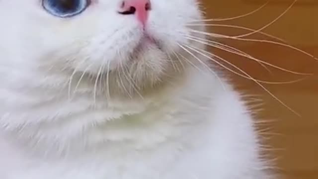 amazing cat eyes no filter , Best Funny Cat Videos Of This Week #short 32