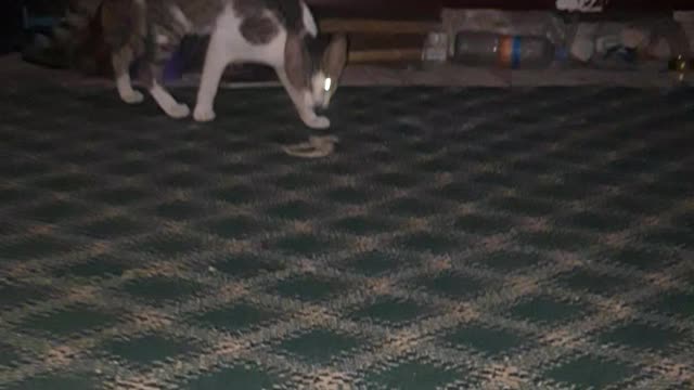 Funny cat animal