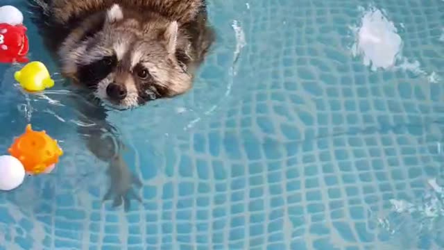 Pet raccoon goes for relaxing swim in pool