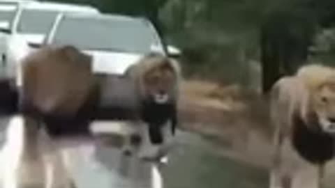 Funny lion cat dog animals videos_