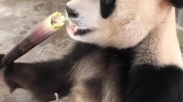 Cute panda