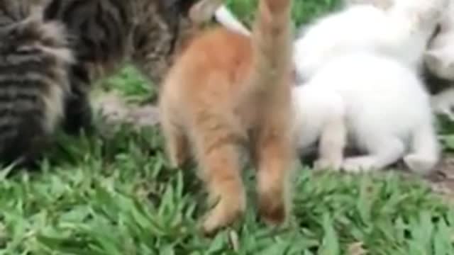 Gatinho em Câmera Lenta para tentar fazer você rir (1) #shorts