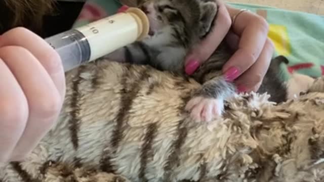 Bottle Baby Kitten Feeding Time