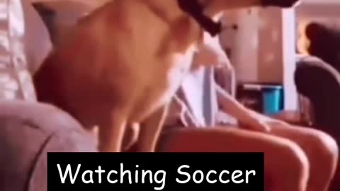 Dog Enjoying Watching Soccer Game