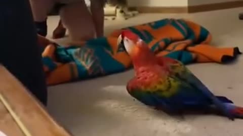 Parrot Screams During Peekaboo -- ViralHog