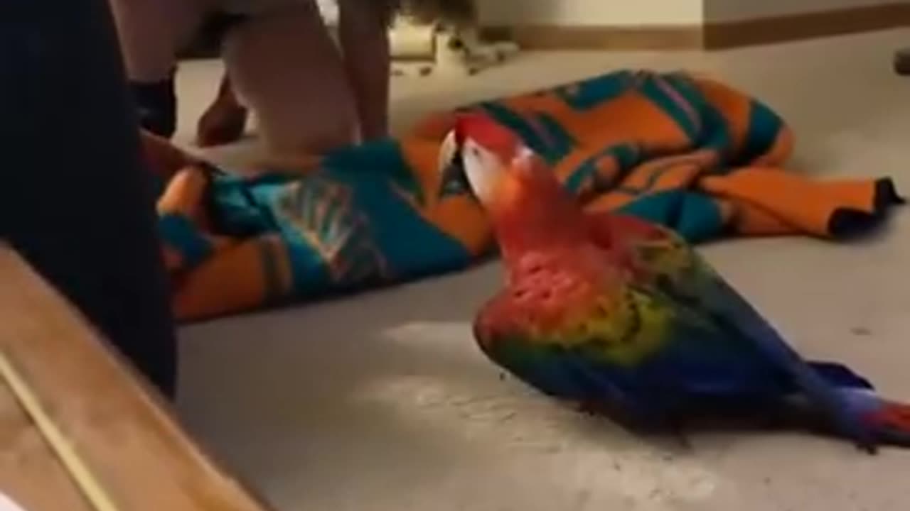 Parrot Screams During Peekaboo -- ViralHog