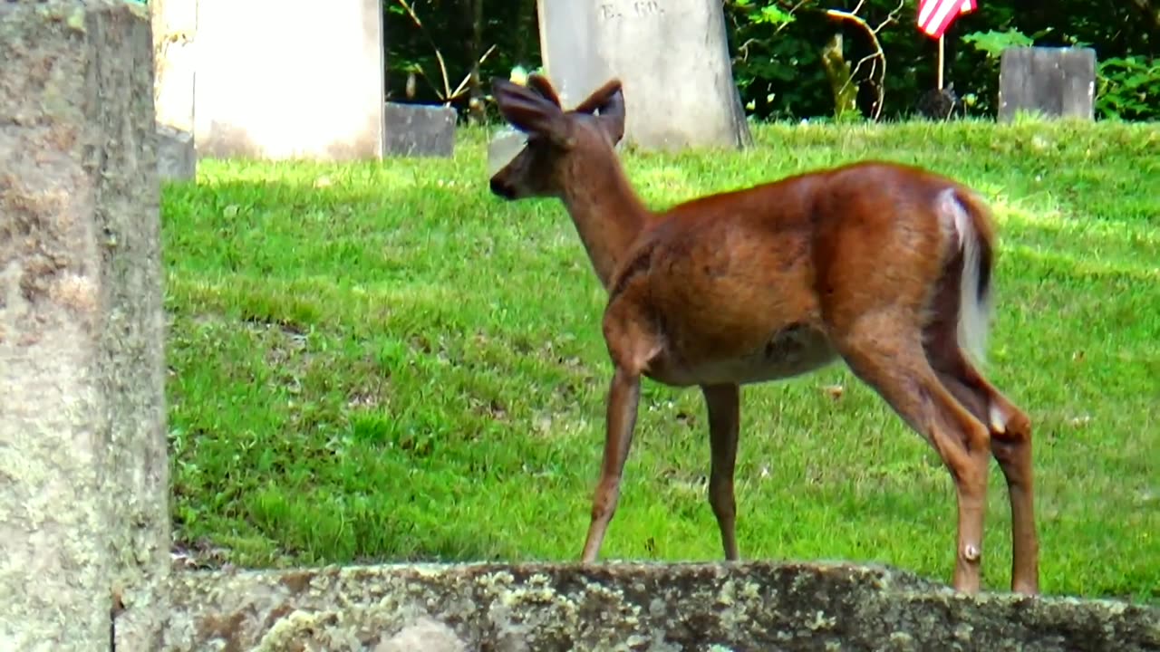 White-tailed deer