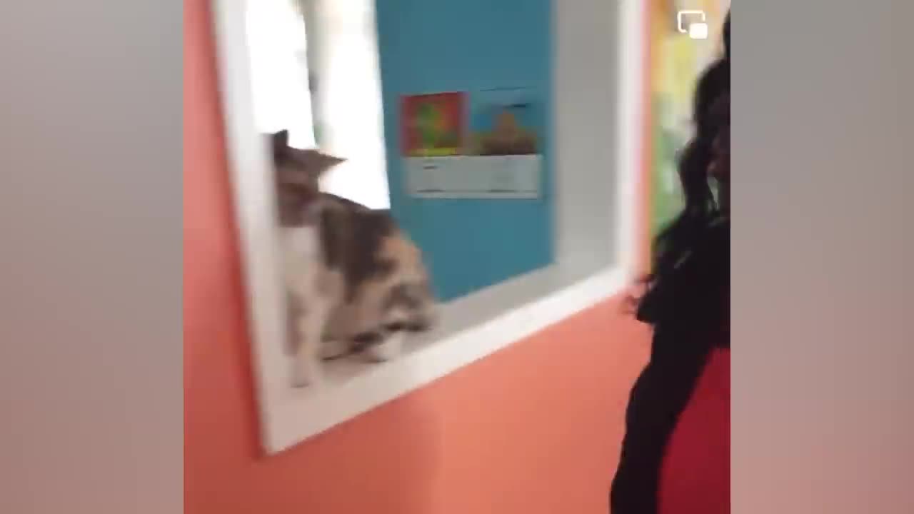 Cats and Dogs. Funny videous😂