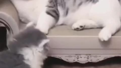Cote And Funny Cat videos Animals American 2022 🤣🤣🤣🤣