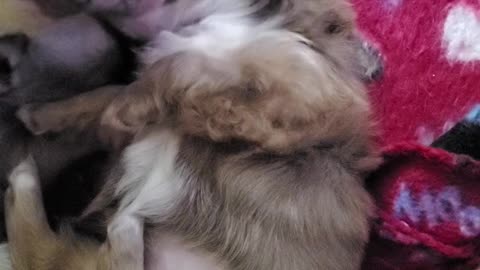 TEA-CUP CHIHUAHUA'S 6 wks old 🎂