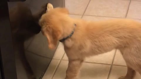 Labrador puppy paws at silver freezer