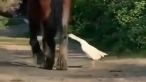 Horse and duck fighting 😺