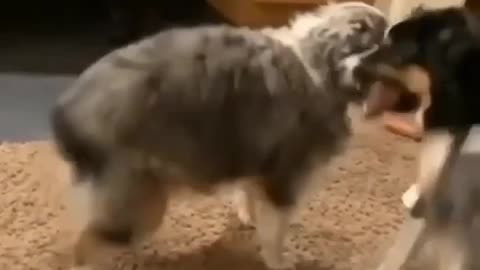 DOG party animals prank videos