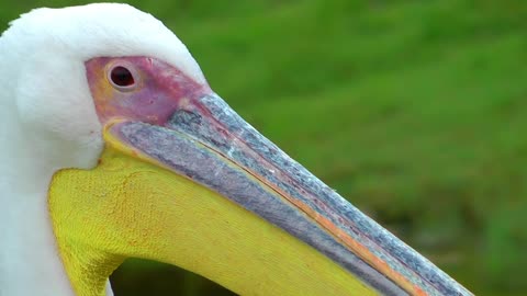 White pelican, close up