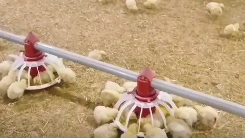 Chicken - Life Story