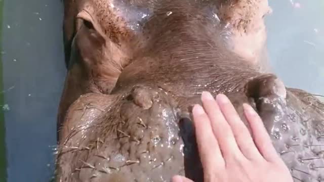 Close contact, zoo hippo.mp4