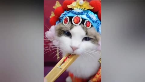 Cat loves dressing - cute cat video