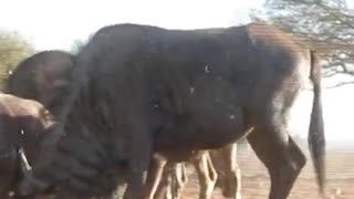 Wildebeest Longbow Harvest Limpopo South Africa 2012