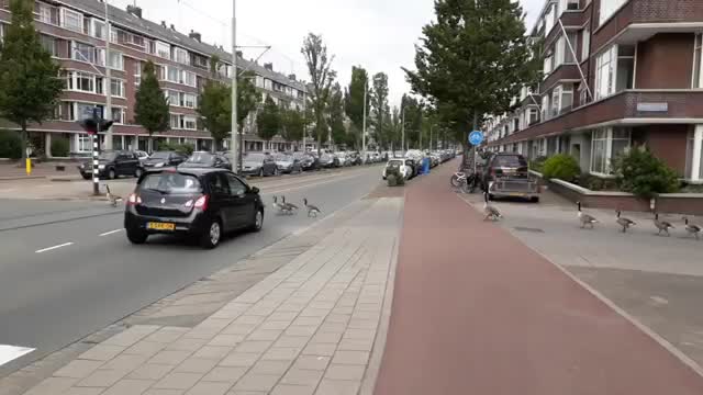 Duckling vs stairs very interest video