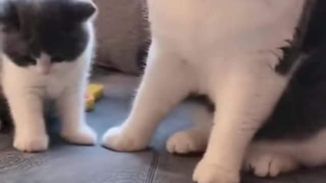 Hey mommy 😘 hey my baby😻 so cute cat video beautifull playing with mom