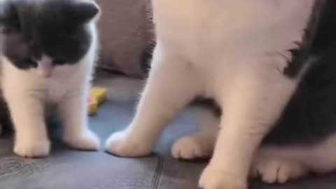 Hey mommy 😘 hey my baby😻 so cute cat video beautifull playing with mom