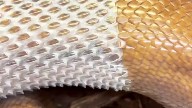 Snake: shed their skin is always satisfying