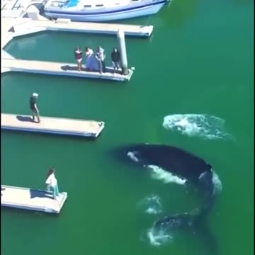 Incredible Footage of a Baby Humpback Whale