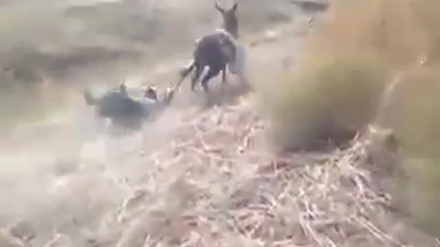 Donkey afraid of dog and shepherd falling