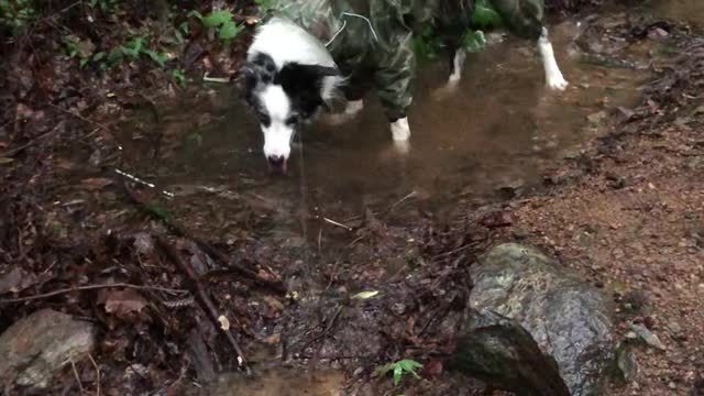 Border collies playing in the rain.