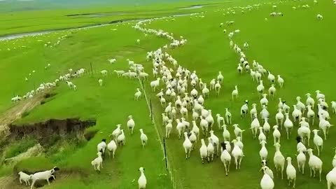 On the green grassland, these little white sheep are like pearls