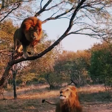 बब्बर शेर पेड़ में चढ़ गया #minivlog #shorts #video