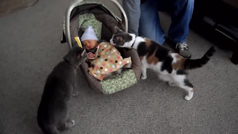 Baby Playing with Cats