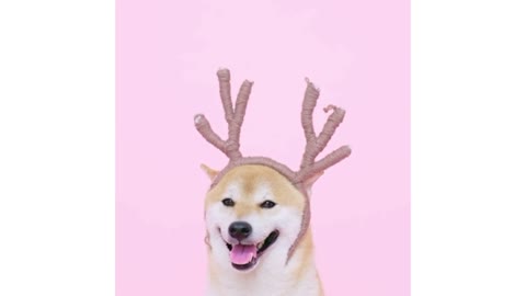 Funny Animals: You Won't Control Your Laugh.