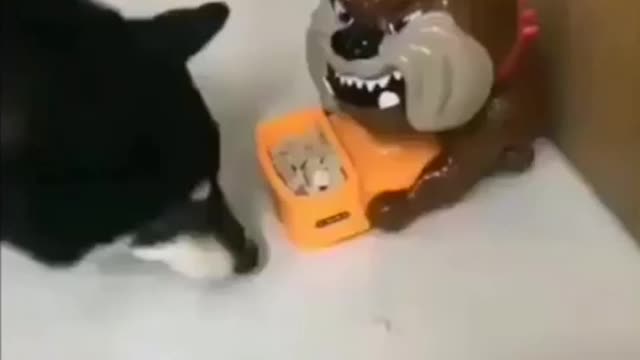 Dog gets scared of jumping snack bowl😯