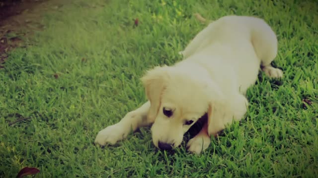 Do Dogs Smile? The Science Behind the Looks We Get From a Happy Dog