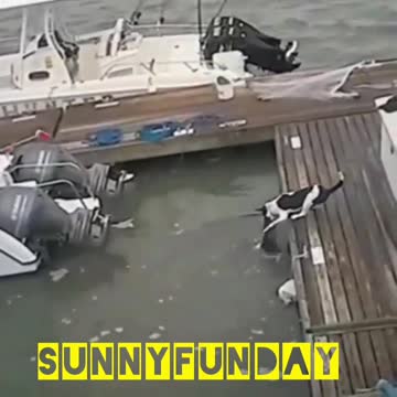 Bad luck for this dog😳