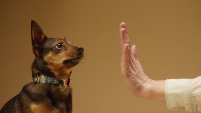 Cute dog giving a high five