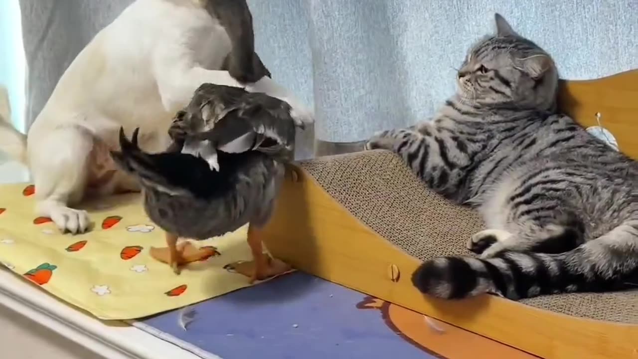 Playing with Animals